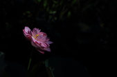 Enlarge photo 71