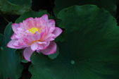Enlarge photo 68