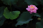 Enlarge photo 66