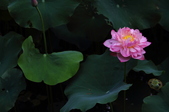 Enlarge photo 65