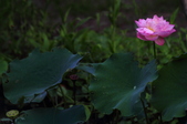 Enlarge photo 64