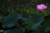 Enlarge photo 63
