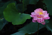 Enlarge photo 62