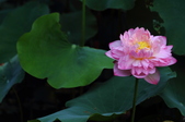 Enlarge photo 60