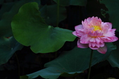 Enlarge photo 61