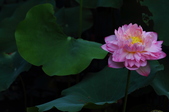 Enlarge photo 59