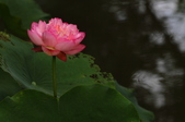 Enlarge photo 58