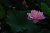 Enlarge photo 54