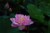 Enlarge photo 53