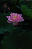 Enlarge photo 52