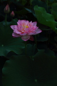 Enlarge photo 51