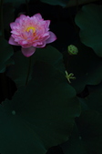 Enlarge photo 49