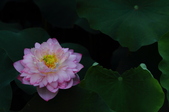 Enlarge photo 48
