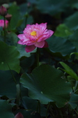 Enlarge photo 46