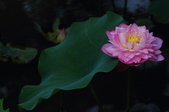 Enlarge photo 45