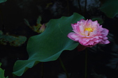 Enlarge photo 44