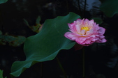 Enlarge photo 43
