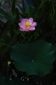 Enlarge photo 42
