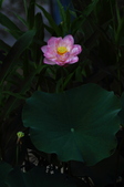 Enlarge photo 41
