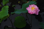 Enlarge photo 39