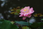 Enlarge photo 36