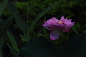 Enlarge photo 30
