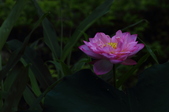 Enlarge photo 29