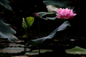 Enlarge photo 25