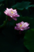Enlarge photo 50