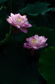 Enlarge photo 51