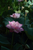 Enlarge photo 49