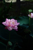 Enlarge photo 48