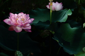 Enlarge photo 46