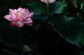 Enlarge photo 45