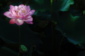 Enlarge photo 43