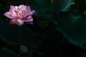 Enlarge photo 44