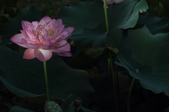 Enlarge photo 42