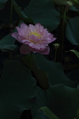 Enlarge photo 41