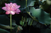 Enlarge photo 39