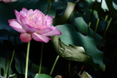 Enlarge photo 37