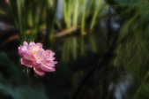 Enlarge photo 33