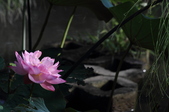 Enlarge photo 30