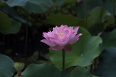 Enlarge photo 65
