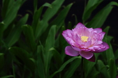 Enlarge photo 54