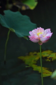 Enlarge photo 169