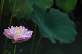 Enlarge photo 166