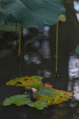 Enlarge photo 163