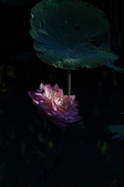 Enlarge photo 159