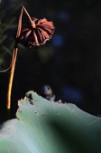 Enlarge photo 158