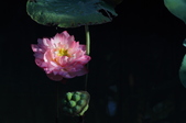 Enlarge photo 156